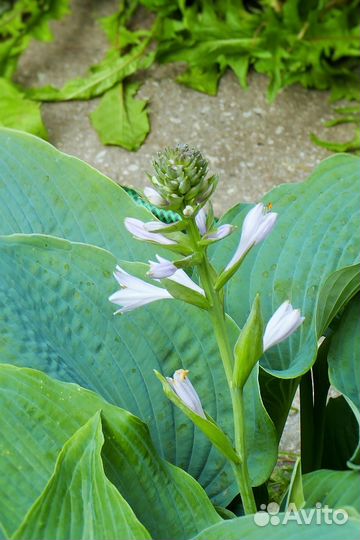 Голубая хоста, куст 4 ростка, кусту 3 года