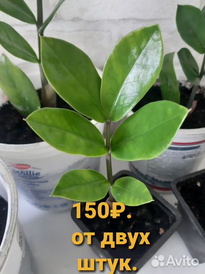 Замиокулькас