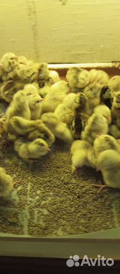 И.я.и цыплята барковская, фавероль,хохлатые,мех.к