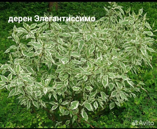 Многолетник саженец дерен жасмин магония