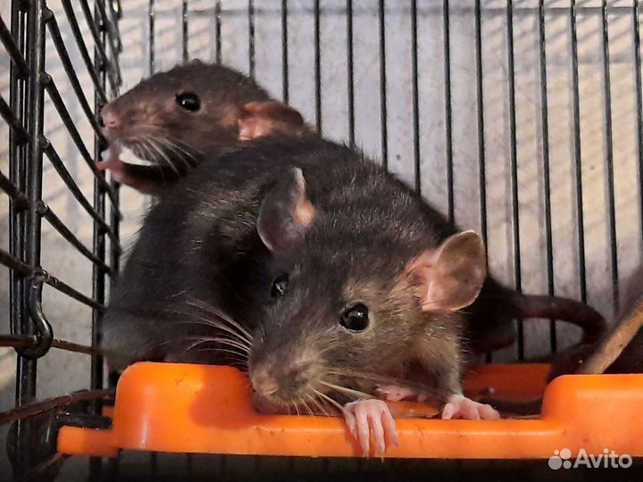 Крысы чёрный соболь. Крысята Дамбо. Питомник