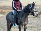 Кабардинская лошадь объявление продам