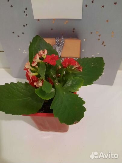 Каланхоэ цветущий