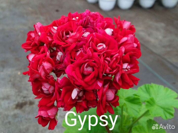 Пеларгонии розебудные