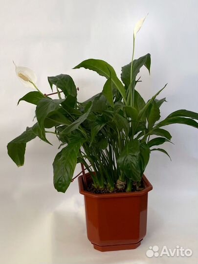 Спатифиллум