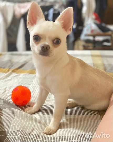 Вязка собак