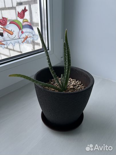 Алоэ декоративный в керамическом горшке