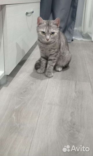 Кошка в дар бесплатно