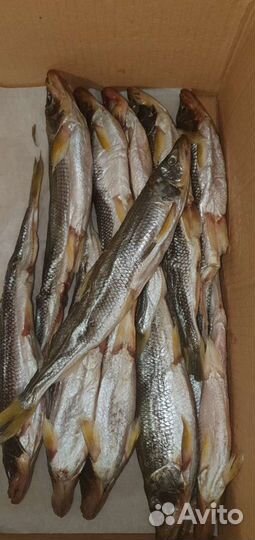 Корюшка икряная