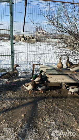 Подсадные серые гуси