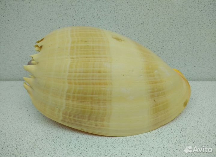 Тона 13,9 морская ракушка раковина