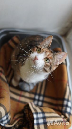 Кошка Хэппи