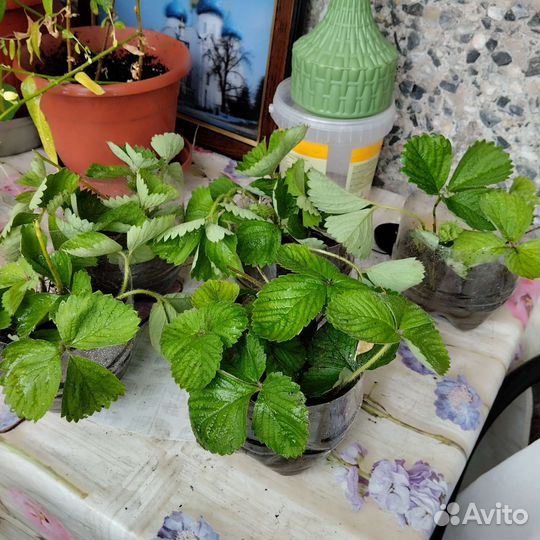 Саженцы клубники крупноплолной