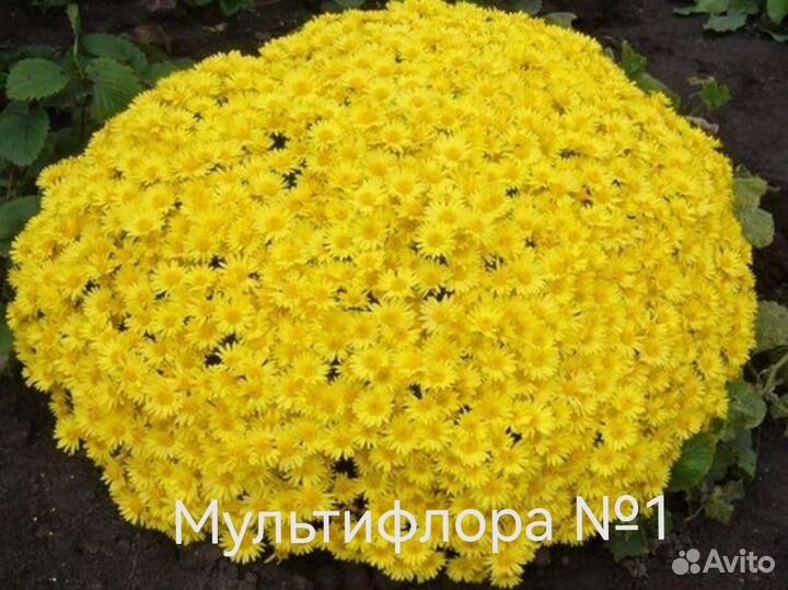 Хризантема шаровидная