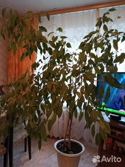 Фикус бенджамина большой