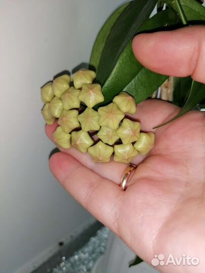 Хойя Буотти