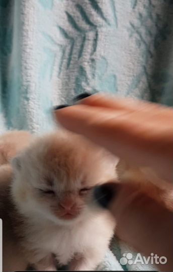 Британские золотые котята