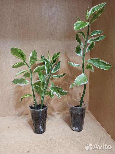 Педилантус