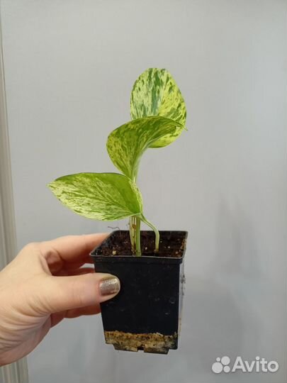 Сциндапсусы