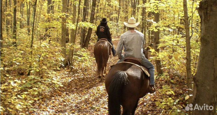 Конные прогулки, обучение верховой езде Лошади