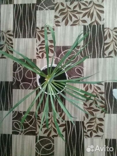 Комнатные растения