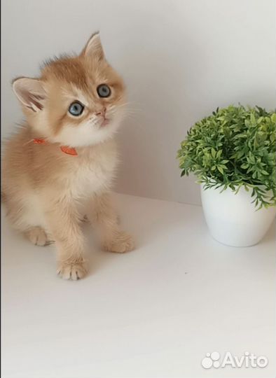 Золотые шиншиллы