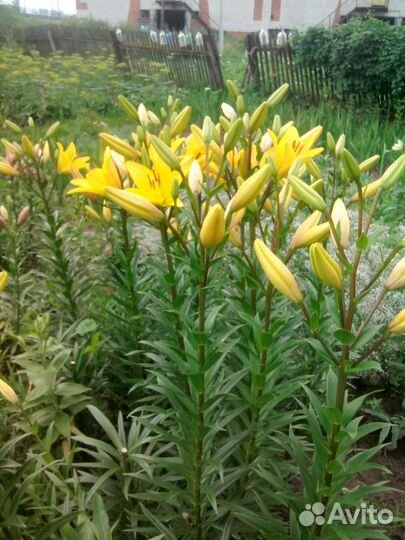 Лилия. Сорт глок