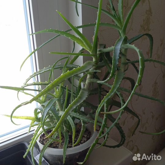 Излишки цветов отростки