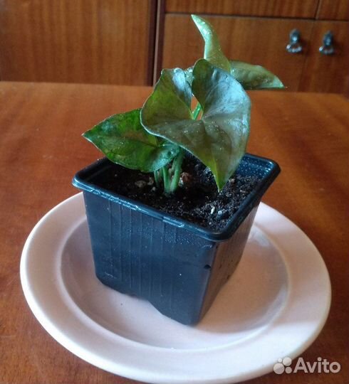 Комнатные растения и цветы