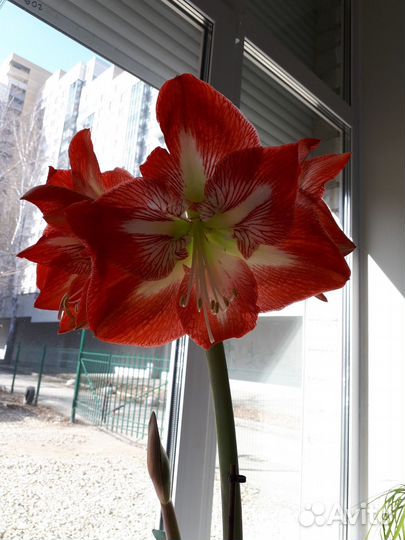 Комнатные растения цветы