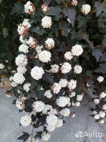 Декоративные многолетние кустарники