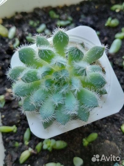 Суккуленты, седум буррито