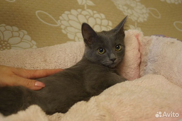Кошечка в добрые руки