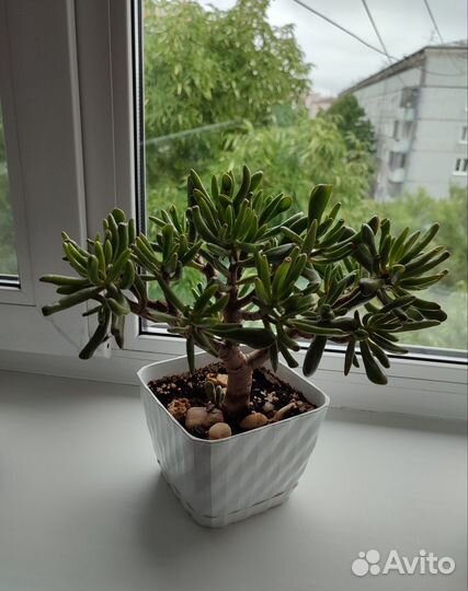 Красула толстянка