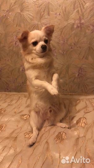 Вязка чихуахуа длинношерстный мальчик