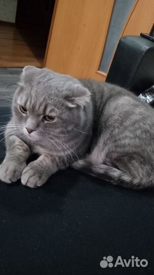 Шотландский вислоухий