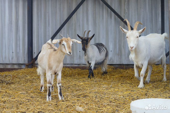 Козёл англо-нуб(1.5 года) и козы не на мясо