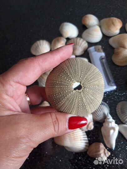 Морские ракушки раковины для аквариума, декора