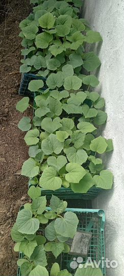 Рассада огурцов