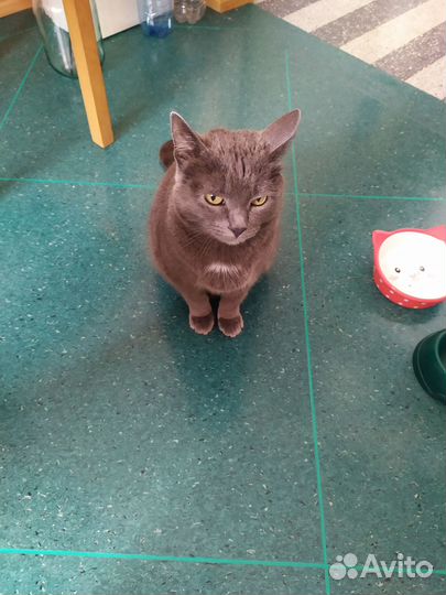 Отдам кота в добрые руки