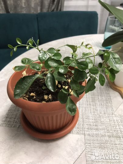 Комнатный растения