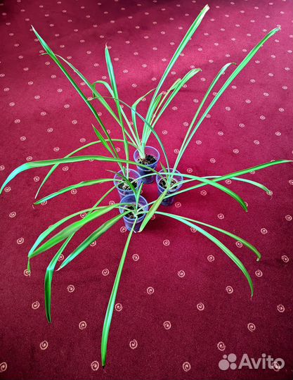 Хлорофитум