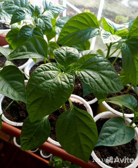 Рассада перца