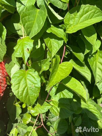 Саженцы лимонника