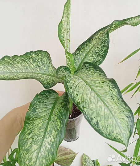 Dieffenbachia maculata Tiki