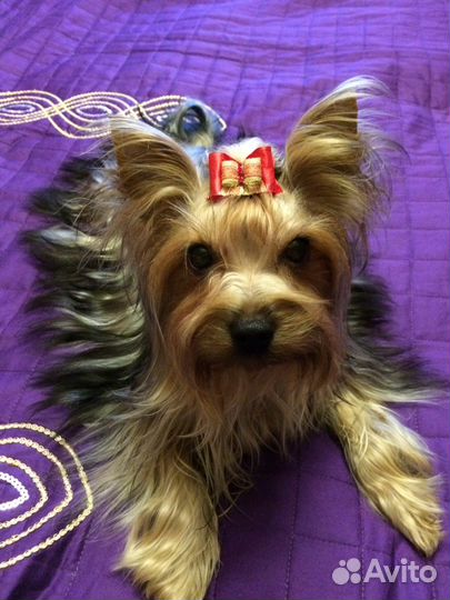 Ищем невесту на вязку