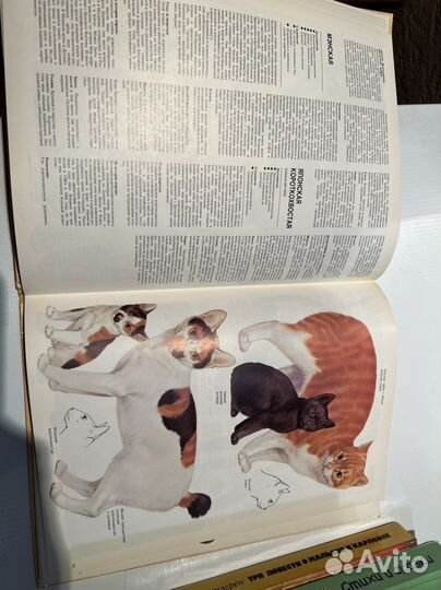 Книга о кошках