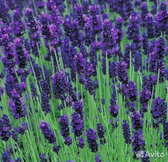 Семена лаванды Южанка