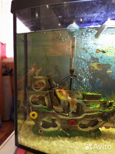 Золотая рыбка