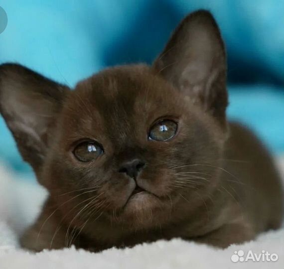 Европейская Бурма